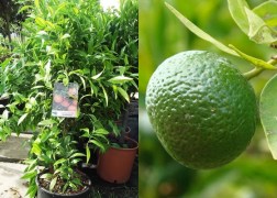 Citrus reticulata / Mandarinfa